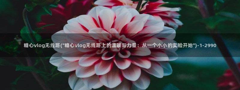糖心vlog全集:糖心vlog无线路(\